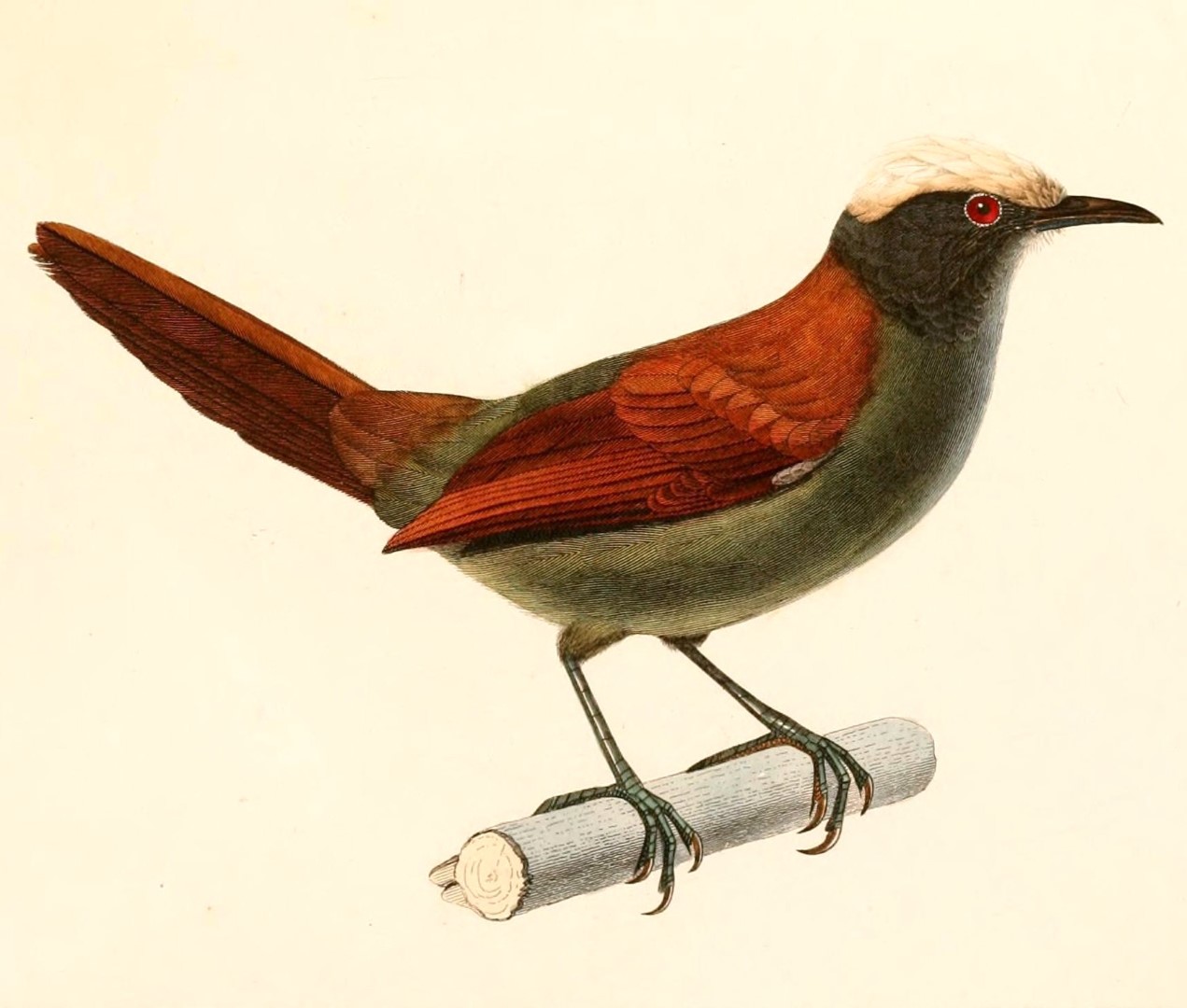 White-capped Tanager