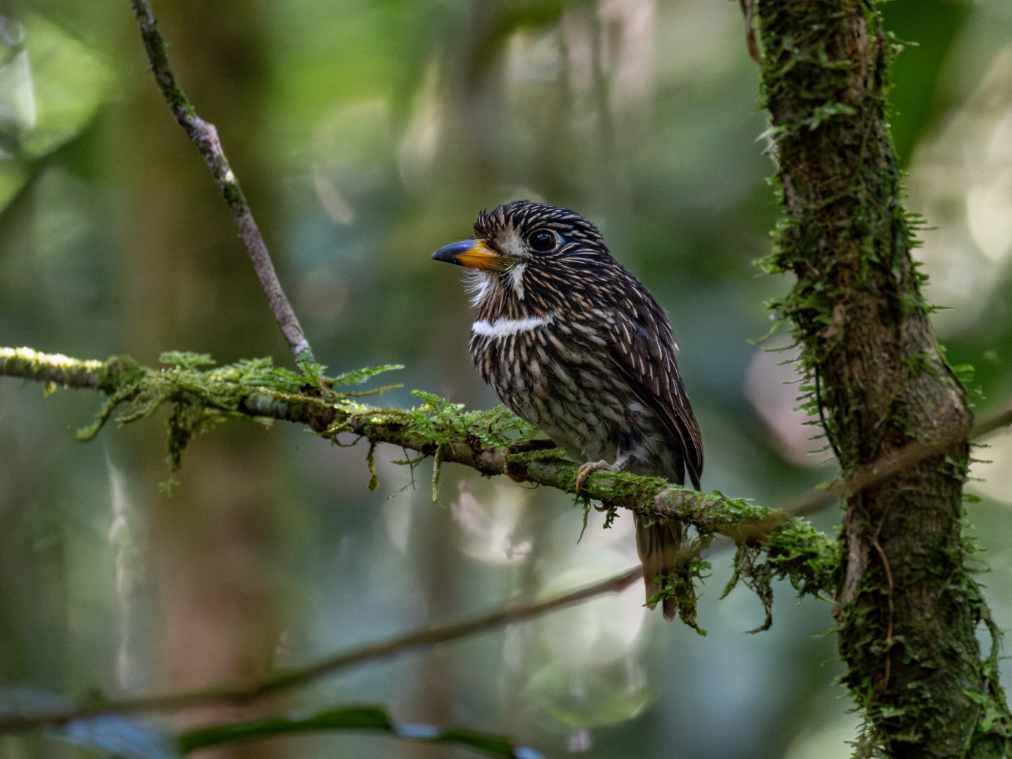 White-cheeked Antbird