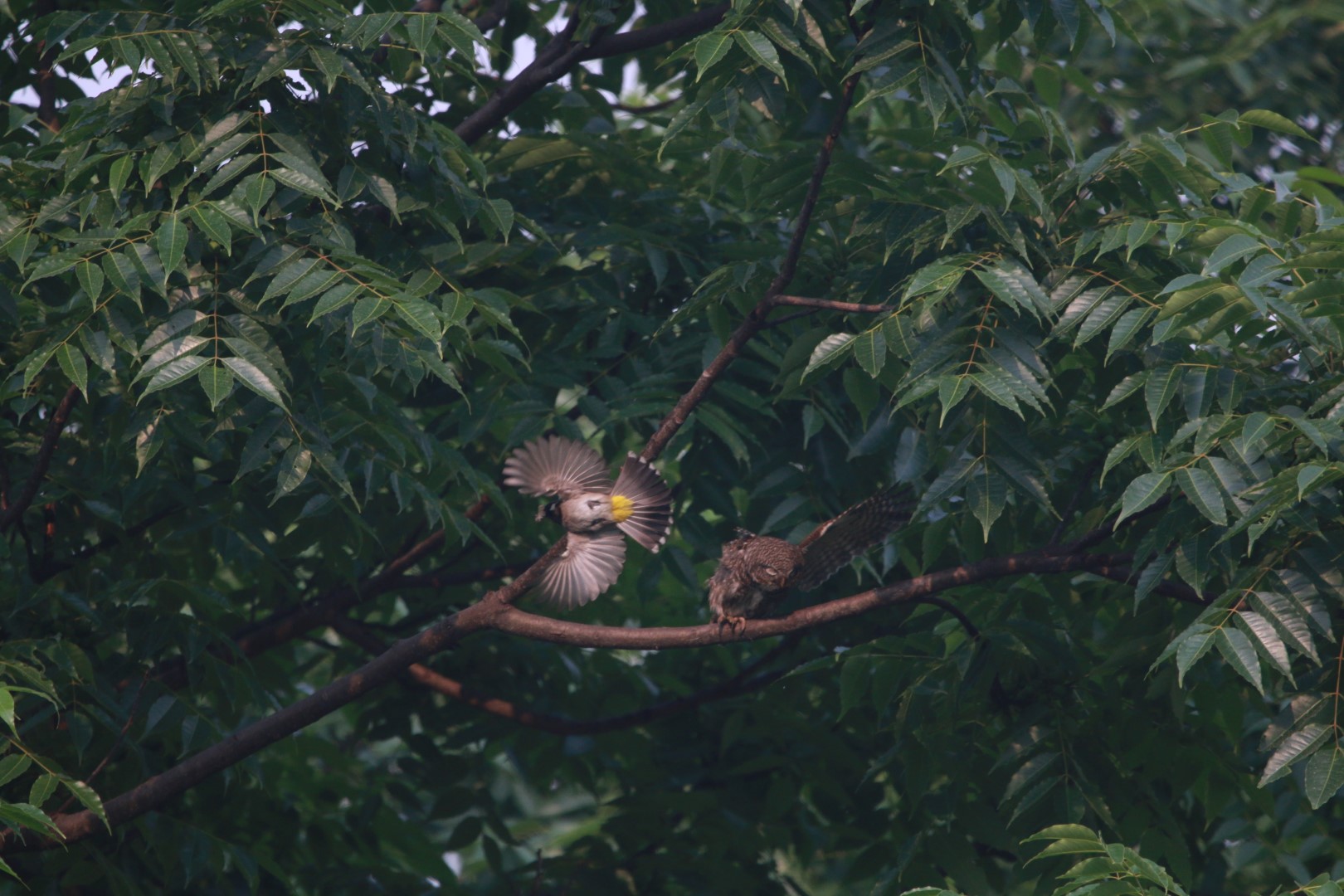 White-cheeked Bulbul
