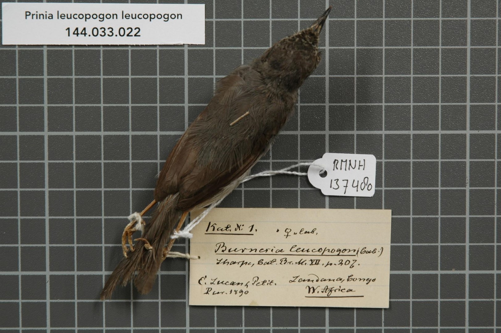 White-cheeked Honeyeater