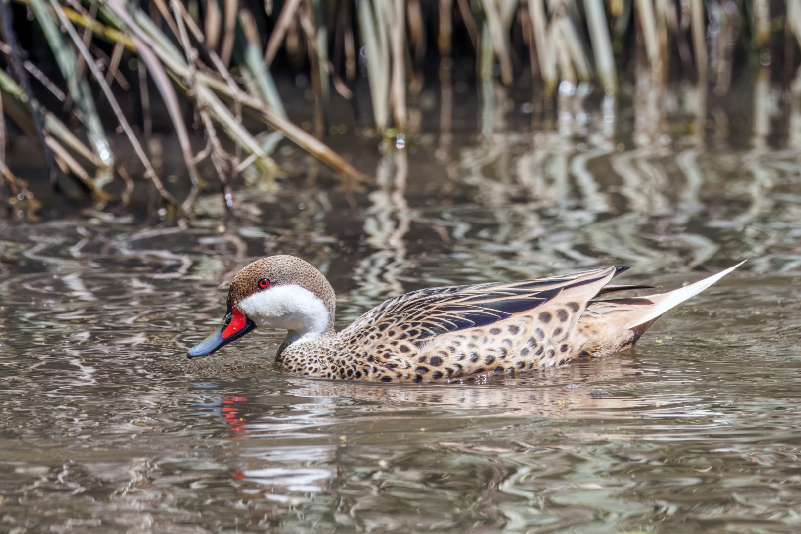 White-cheeked Pintail