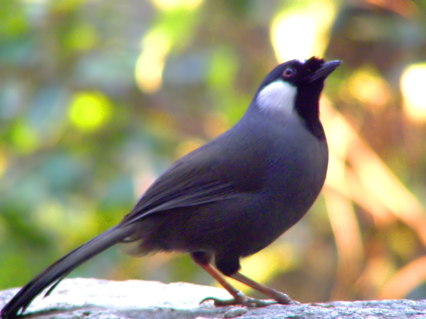 White-cheeked Starling
