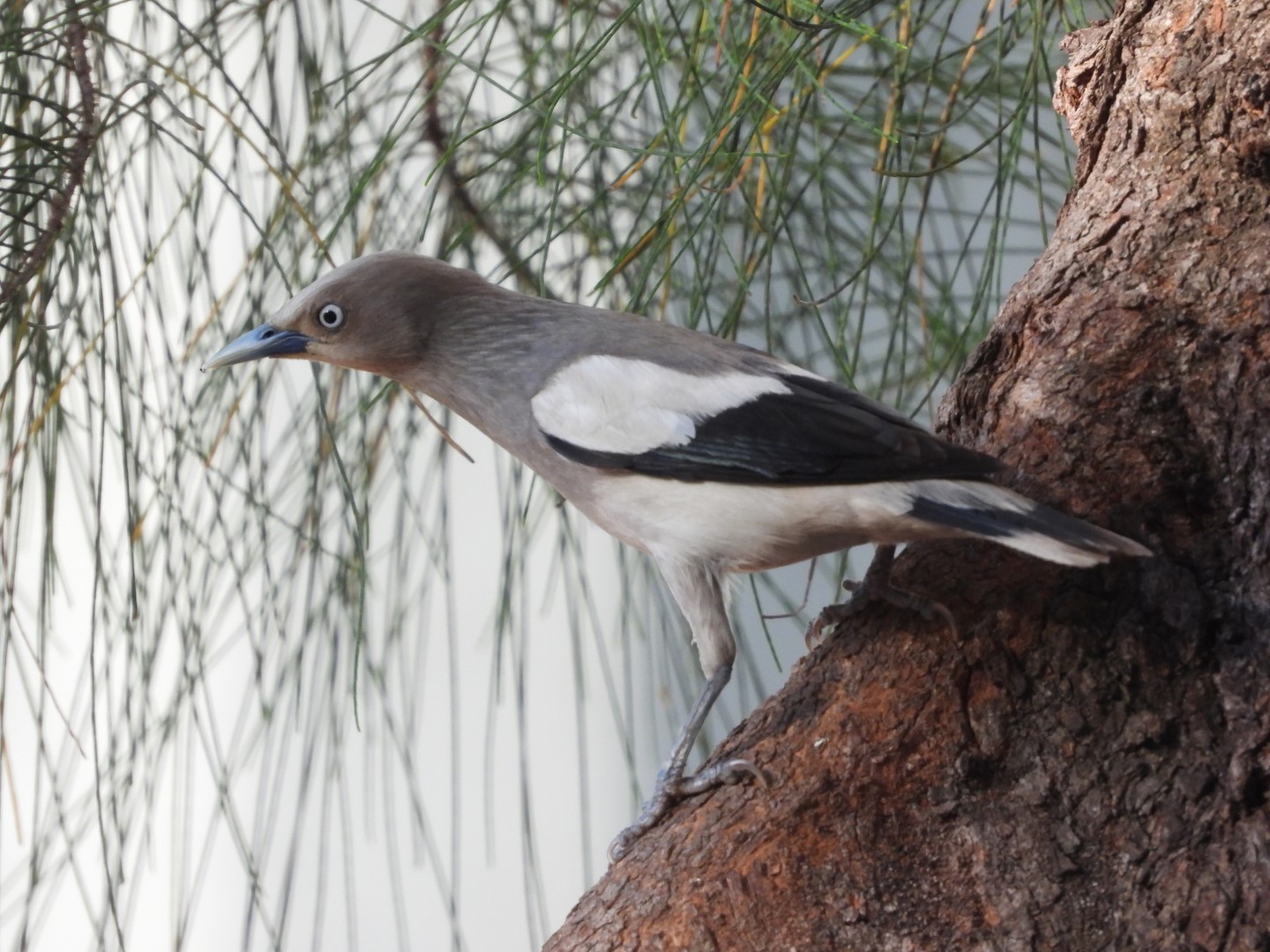 White-cheeked Starling