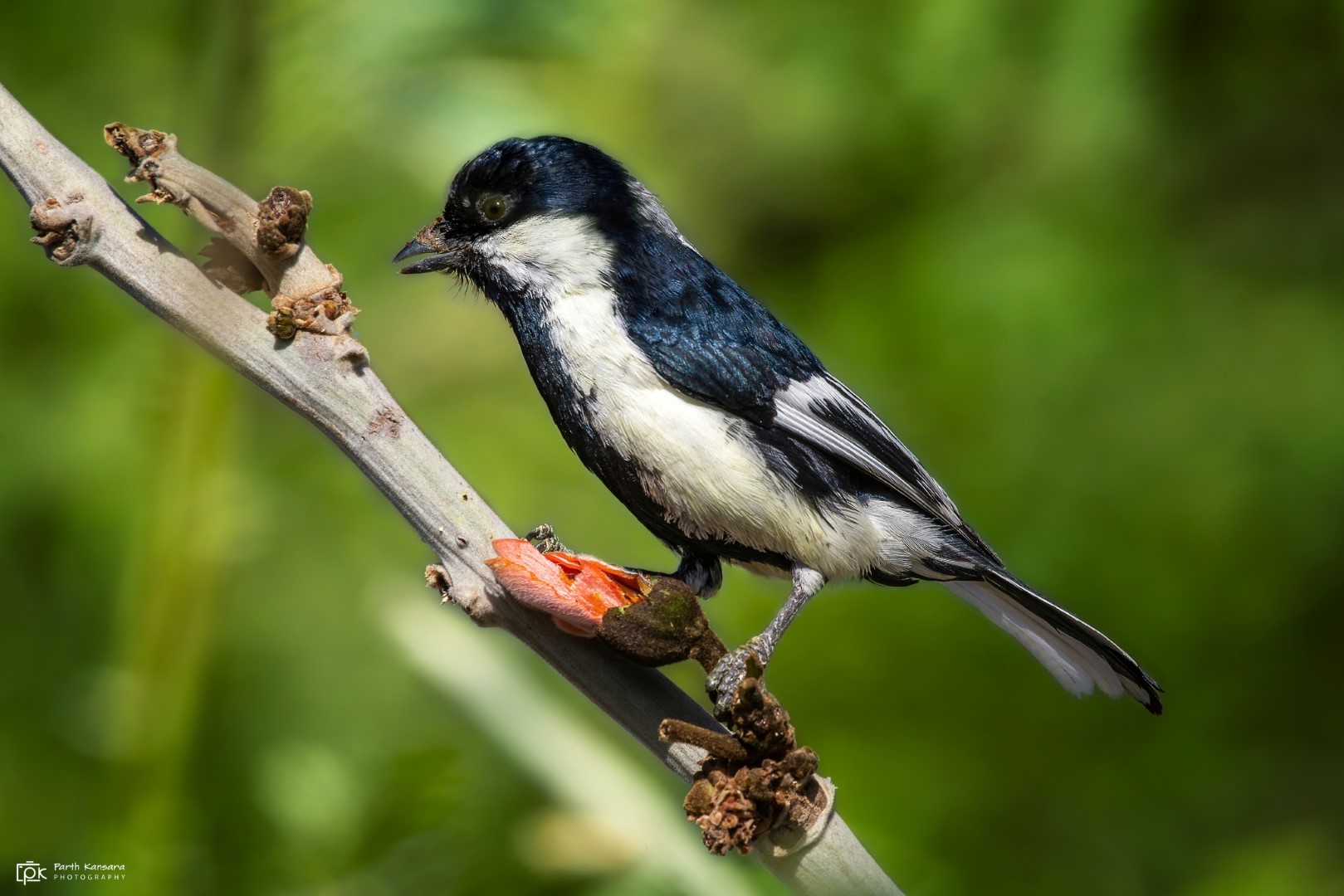 White-cheeked Starling