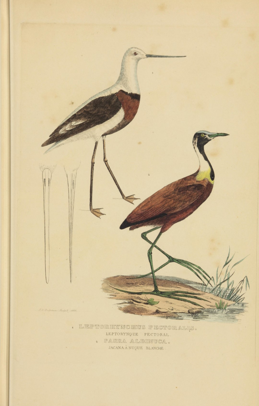 White-cheeked Turaco