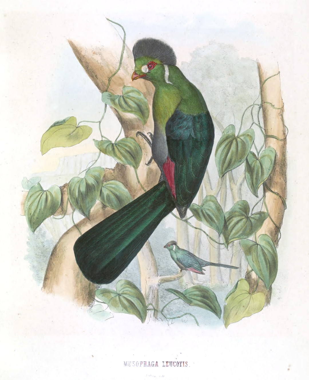 White-cheeked Turaco