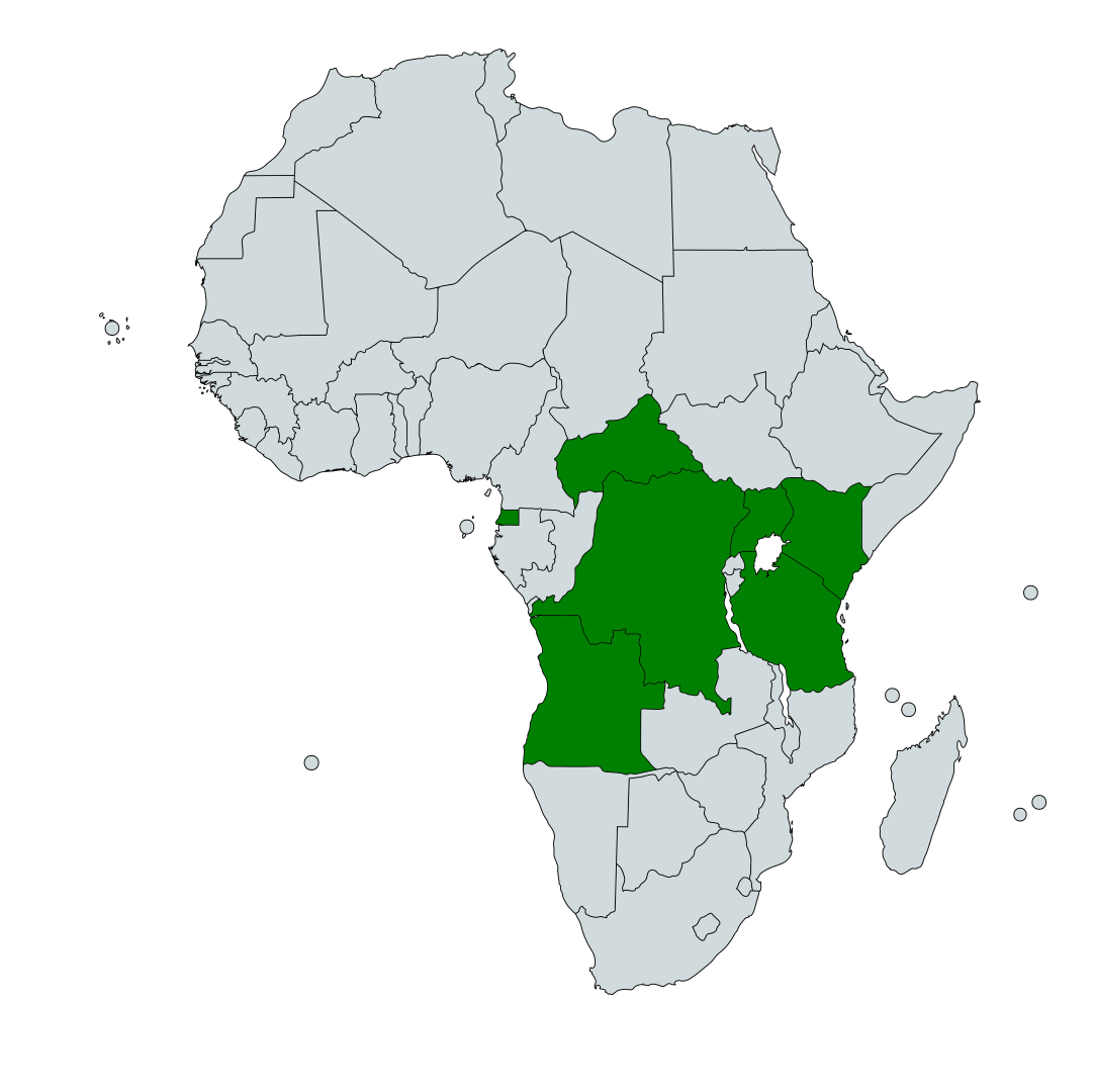 White-chested Illadopsis