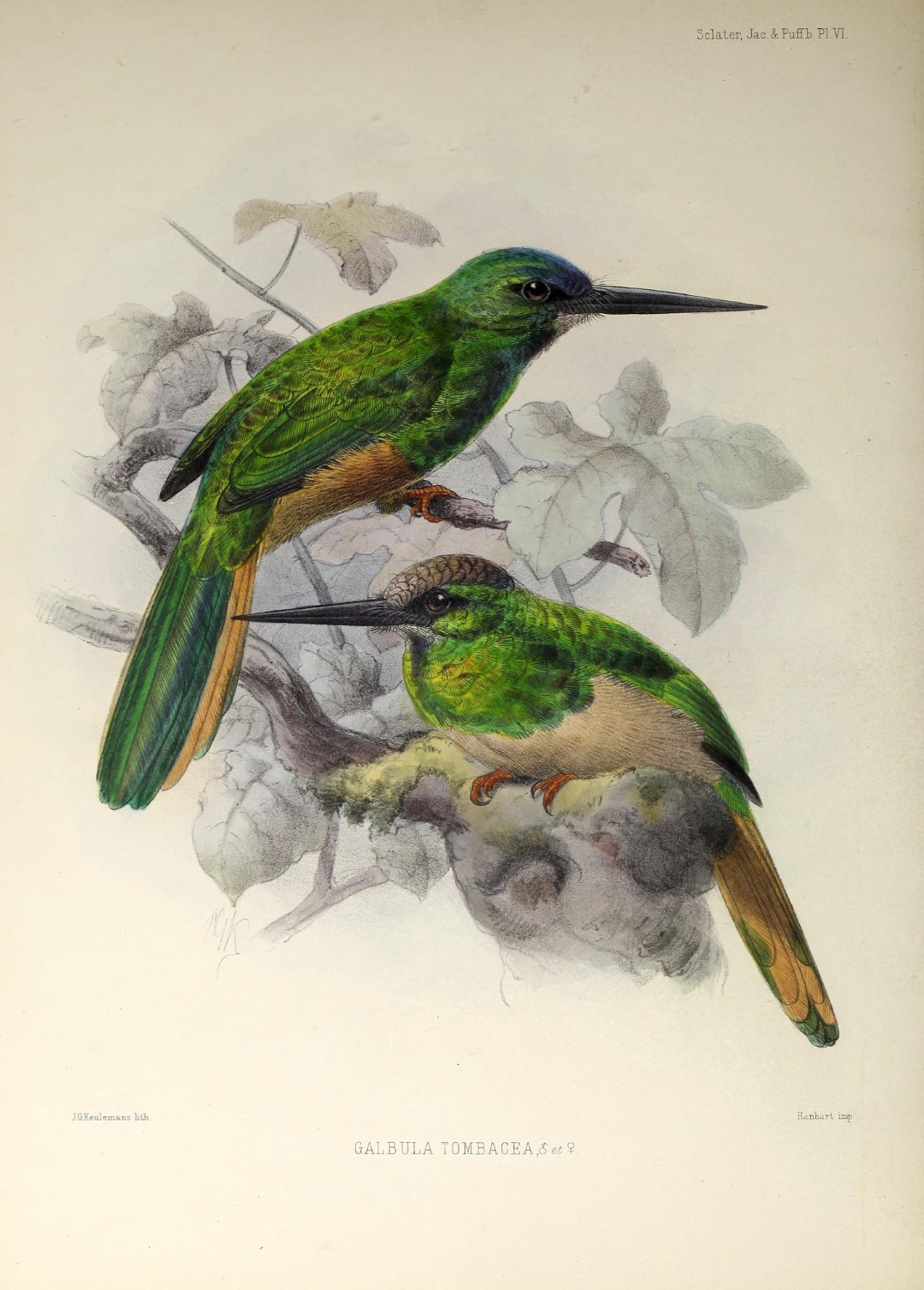 White-chinned Jacamar