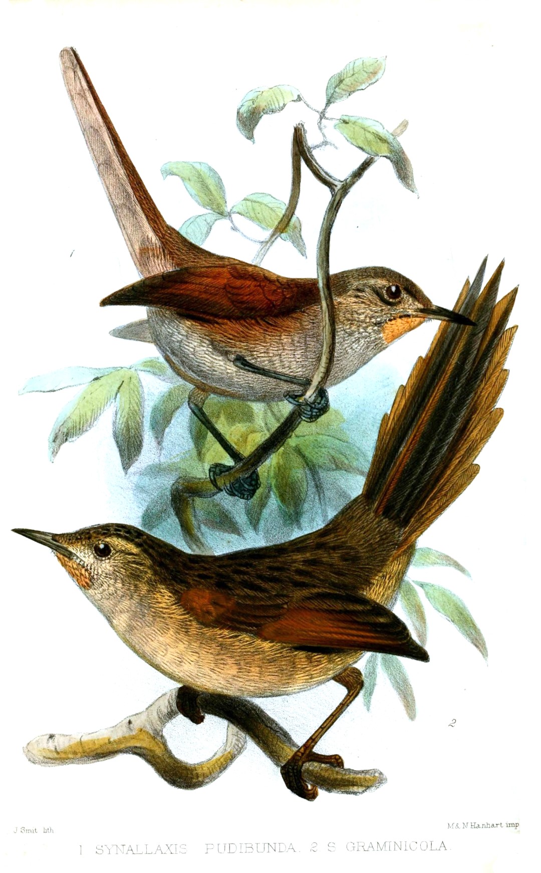 White-chinned Thistletail