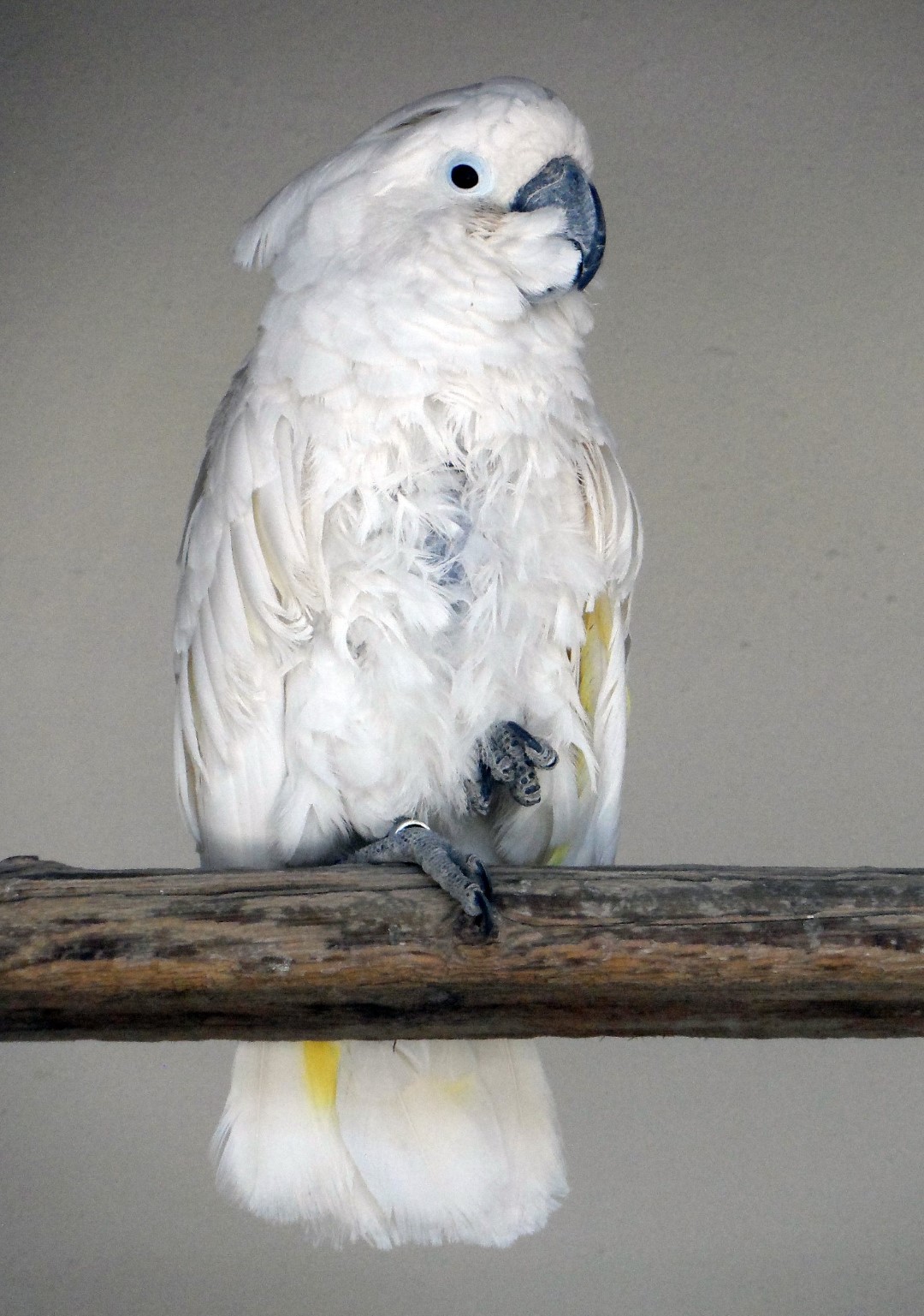 White Cockatoo