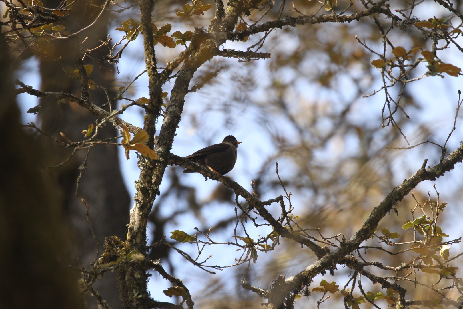White-collared Blackbird