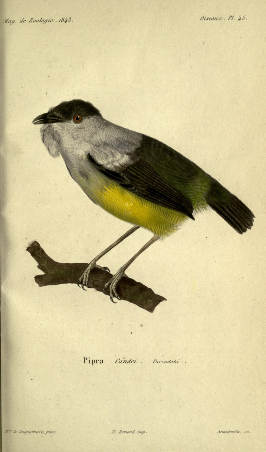 White-collared Manakin