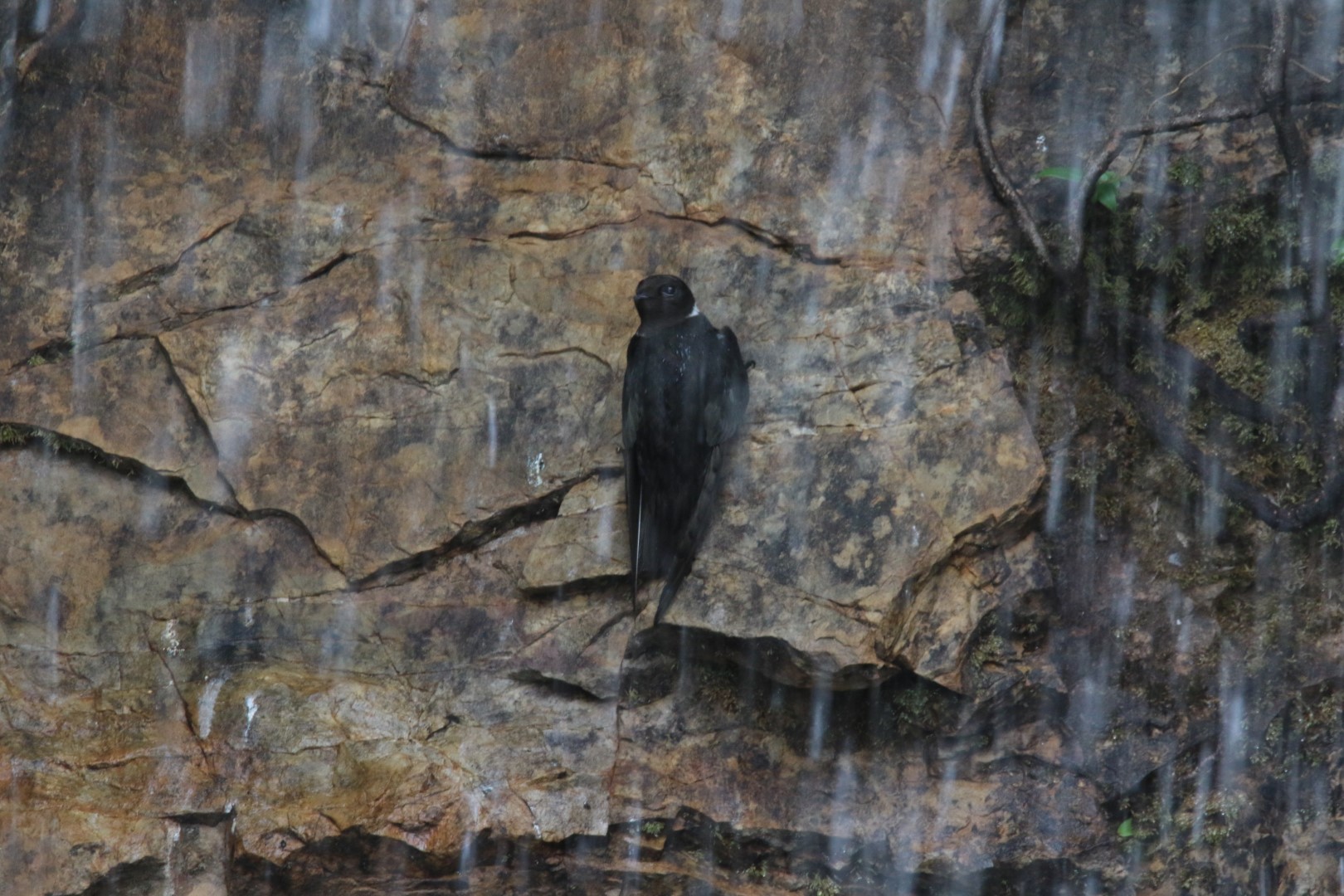 White-collared Swift
