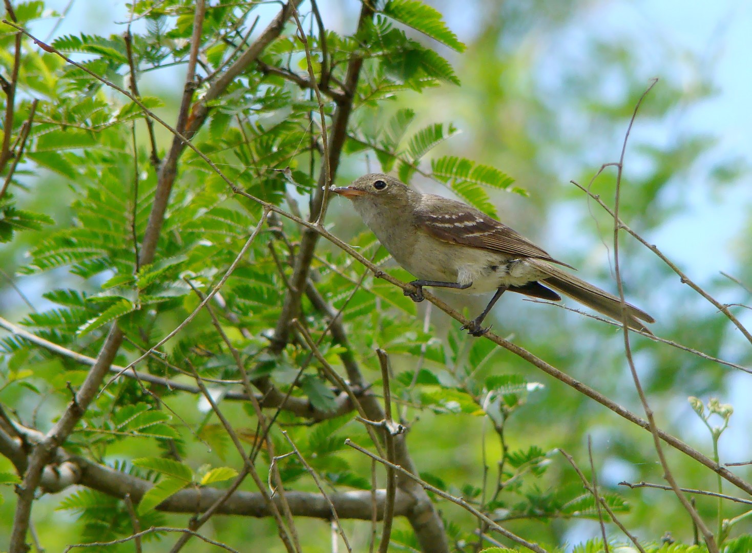 White-crested Elaenia