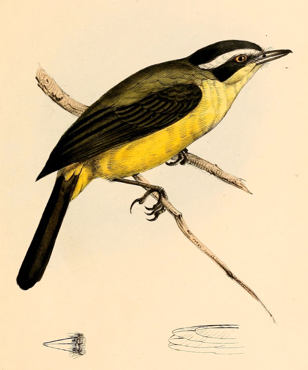 White-crested Spadebill