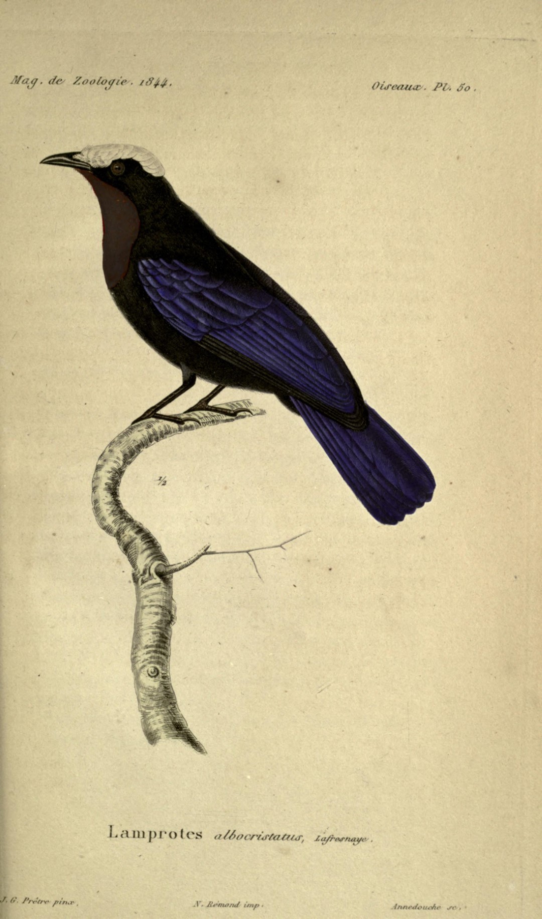 White-crested Spadebill