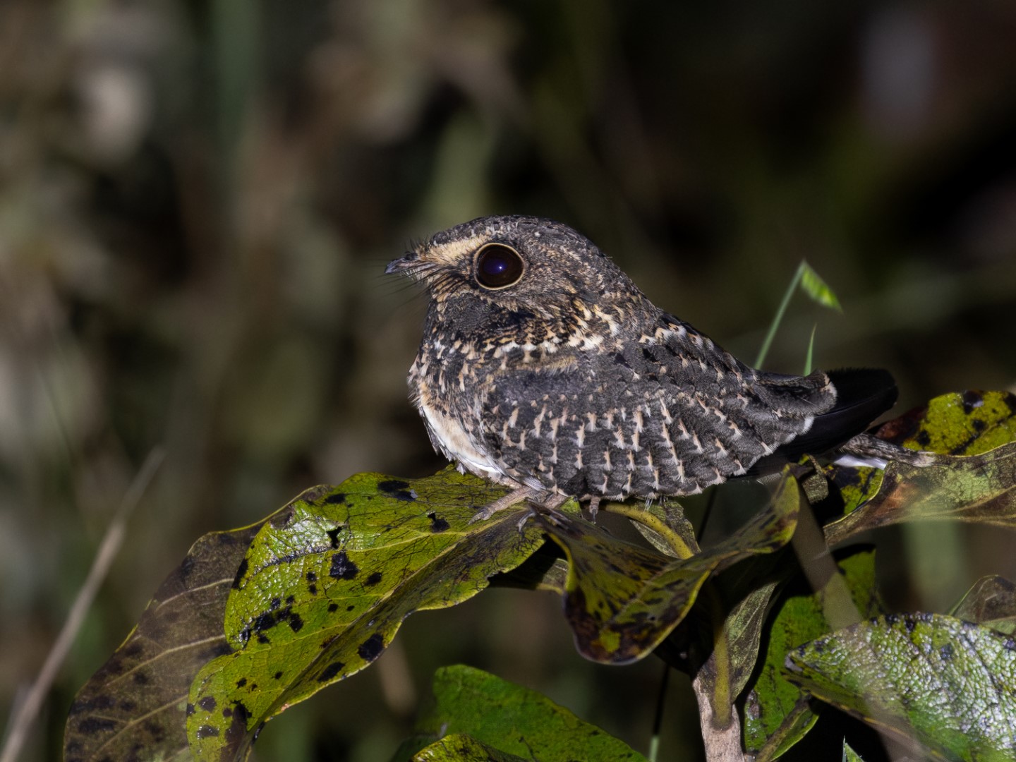 White-crested Spadebill