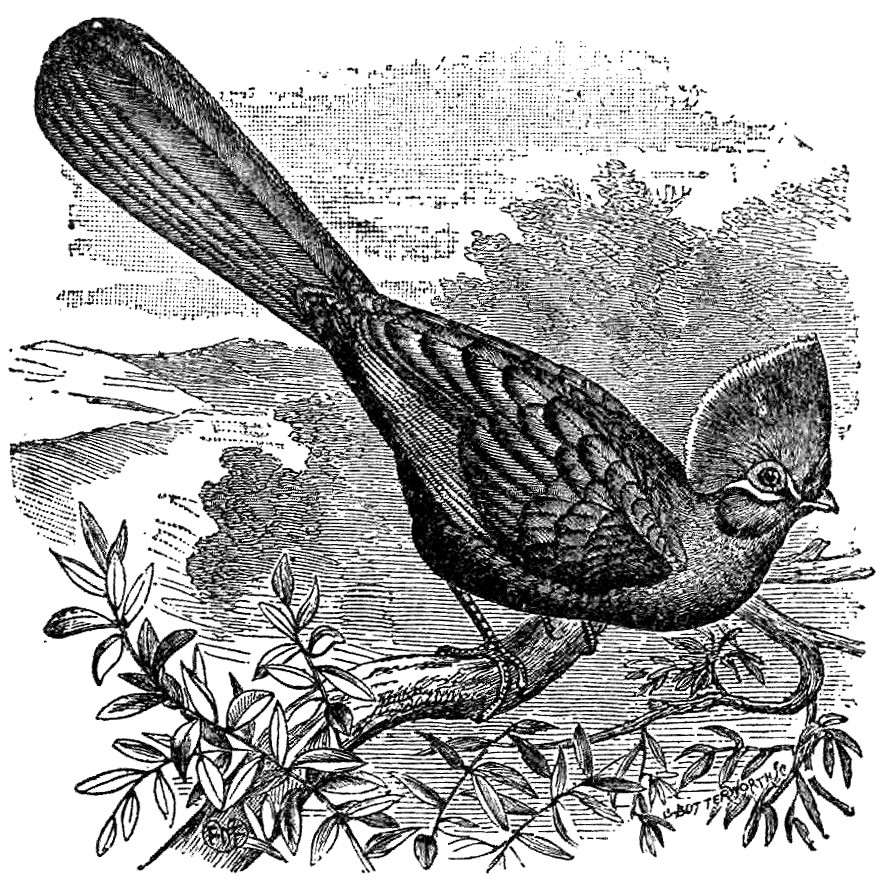 White-crested turaco