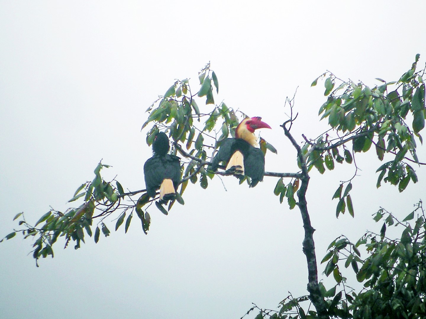 White-crowned Hornbill