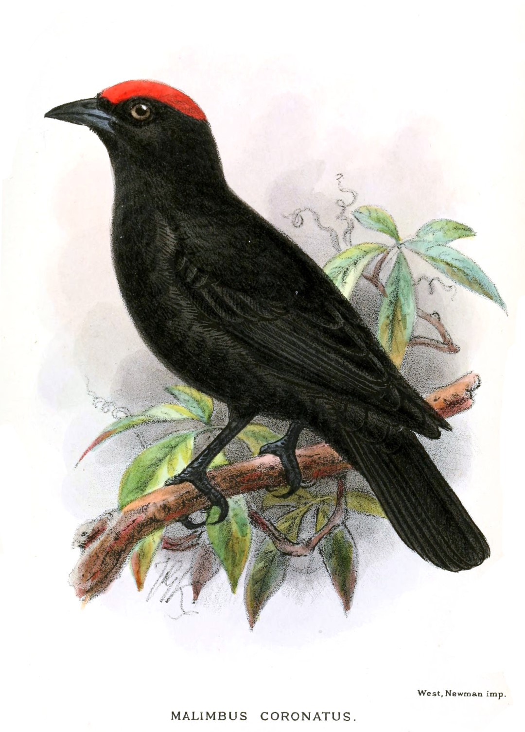 White-crowned Manakin