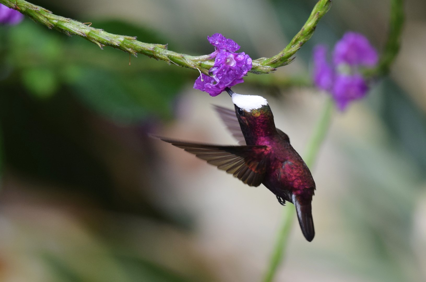 White-crowned Manakin
