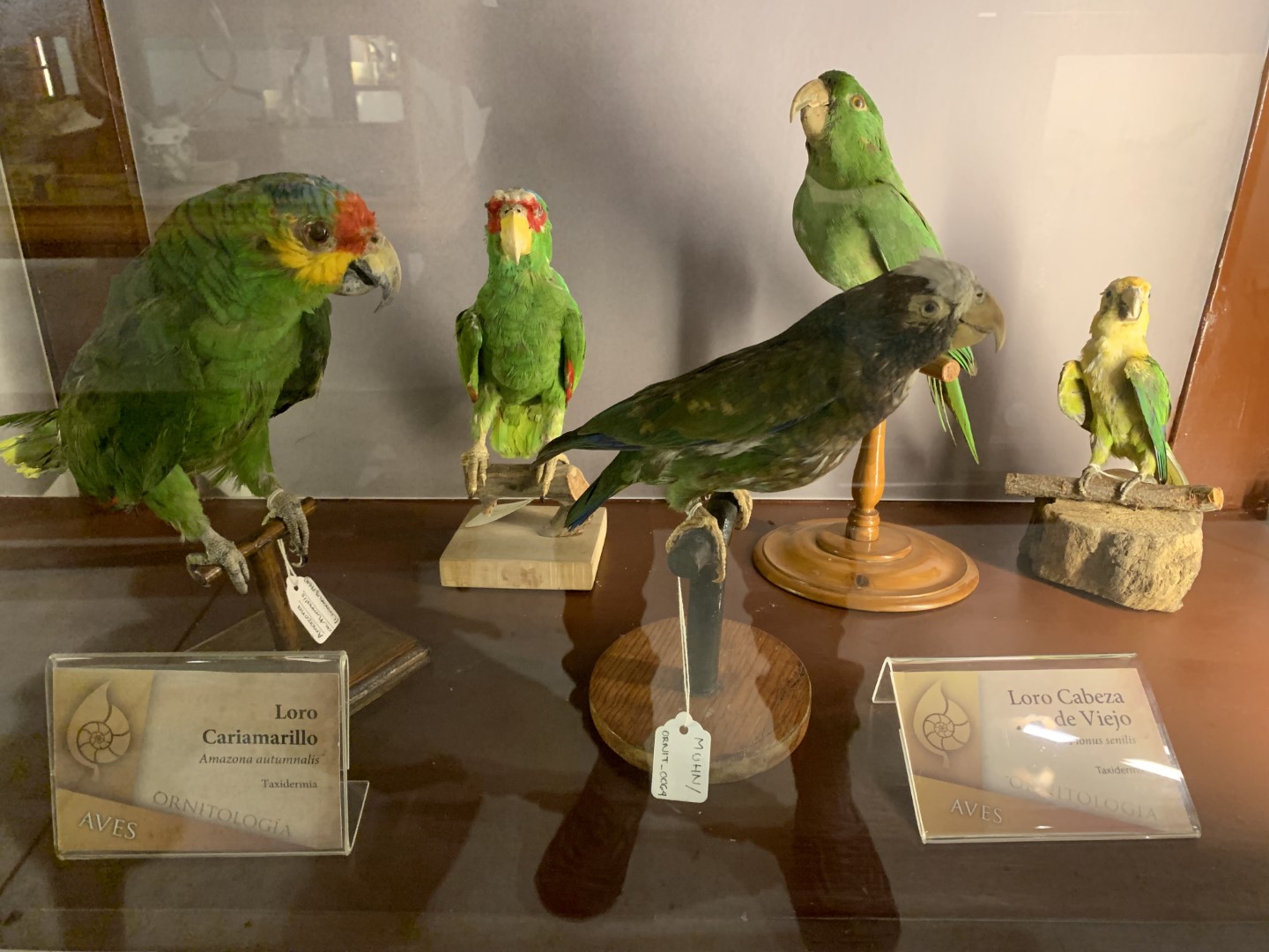 White-crowned Parrot