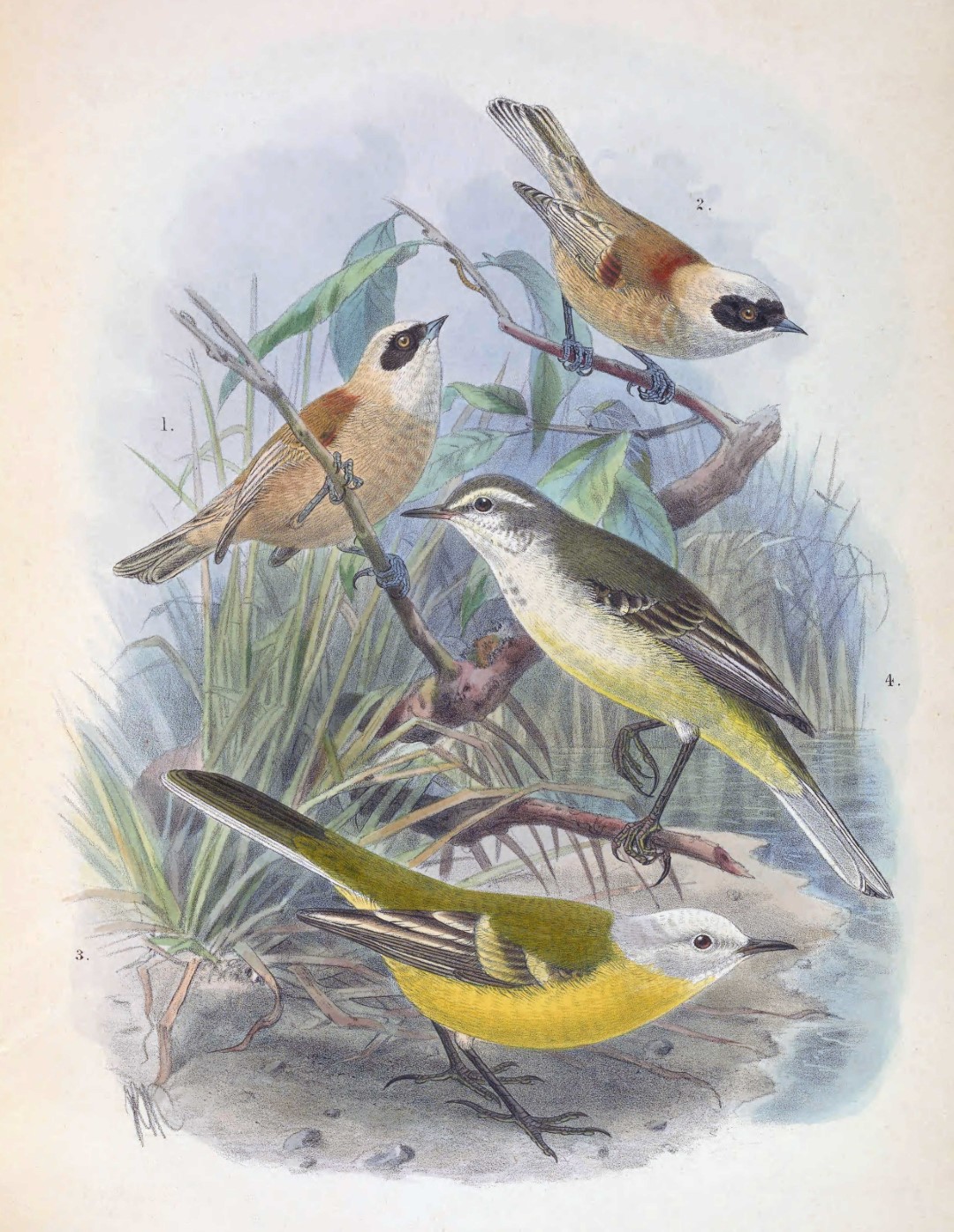 White-crowned Penduline Tit