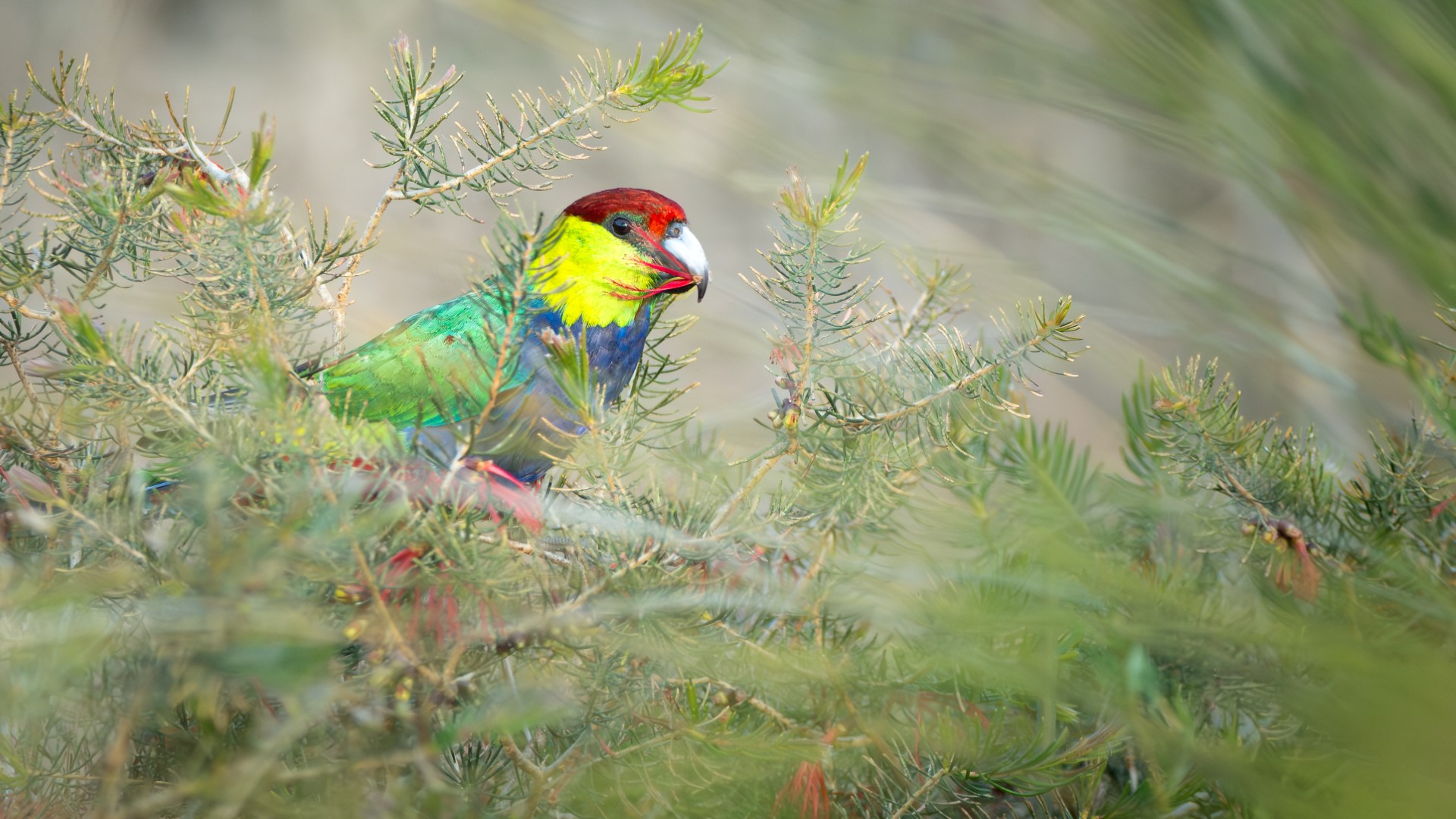White-crowned Pigeon