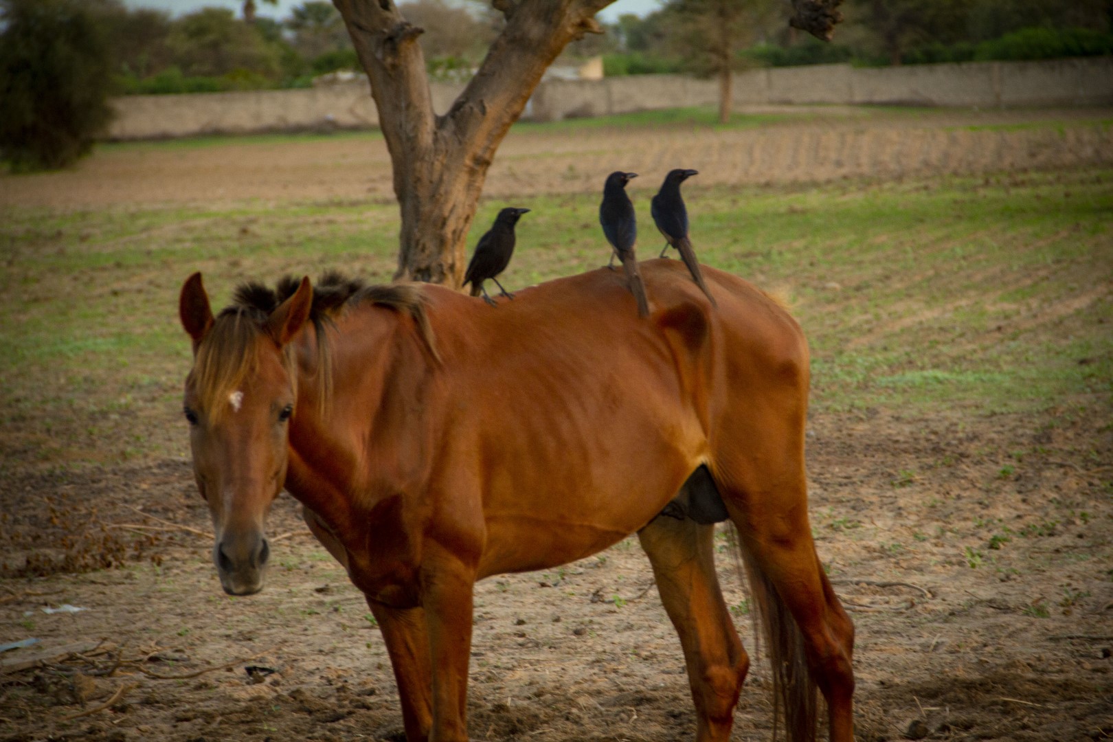 White-crowned Robin-Chat