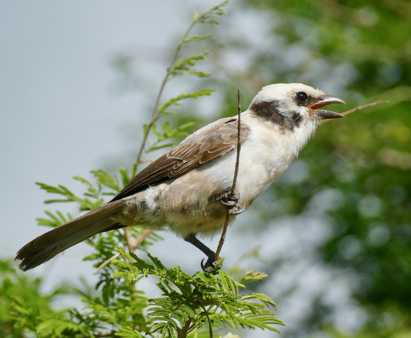 White-crowned shrike