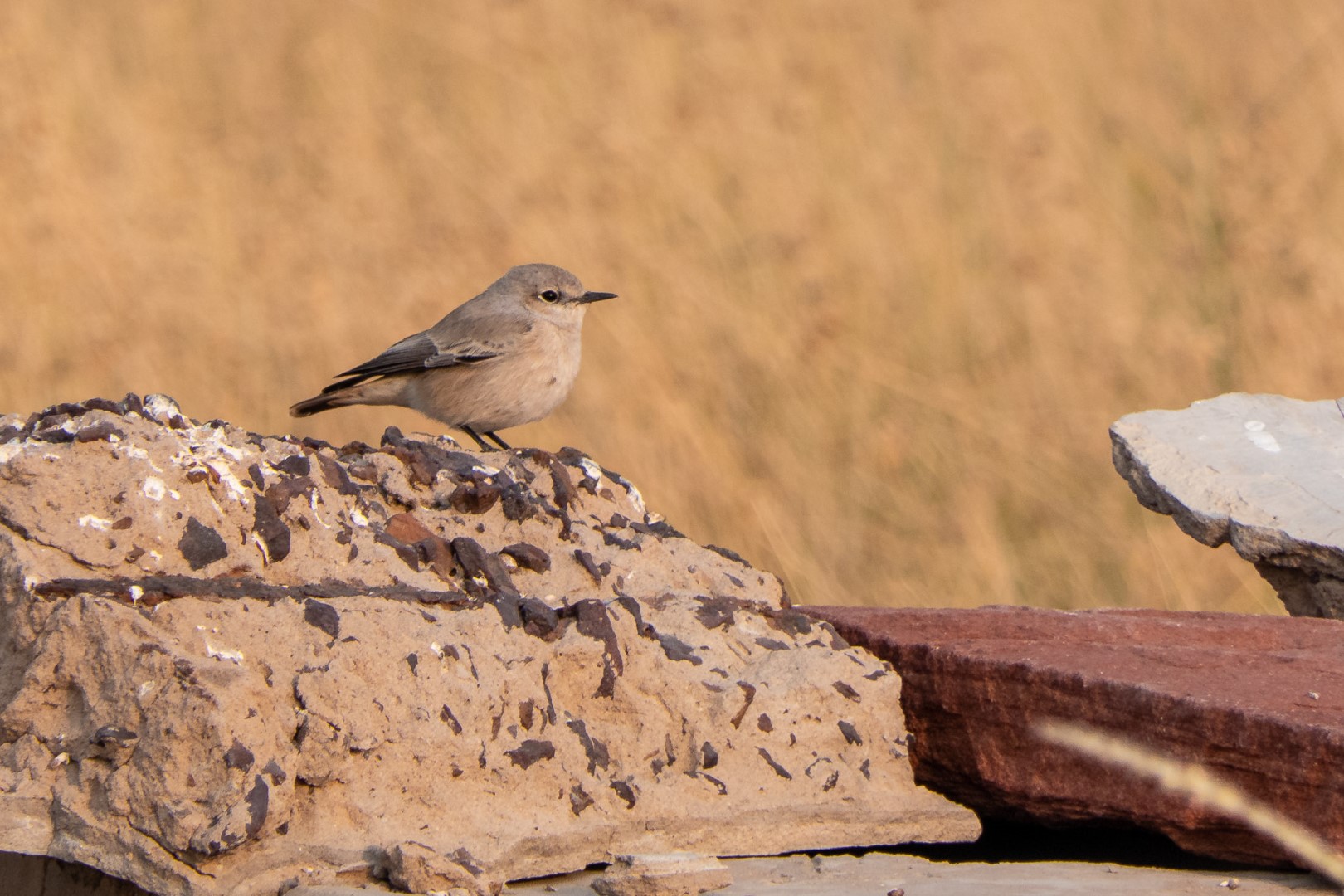 White-crowned Wheatear