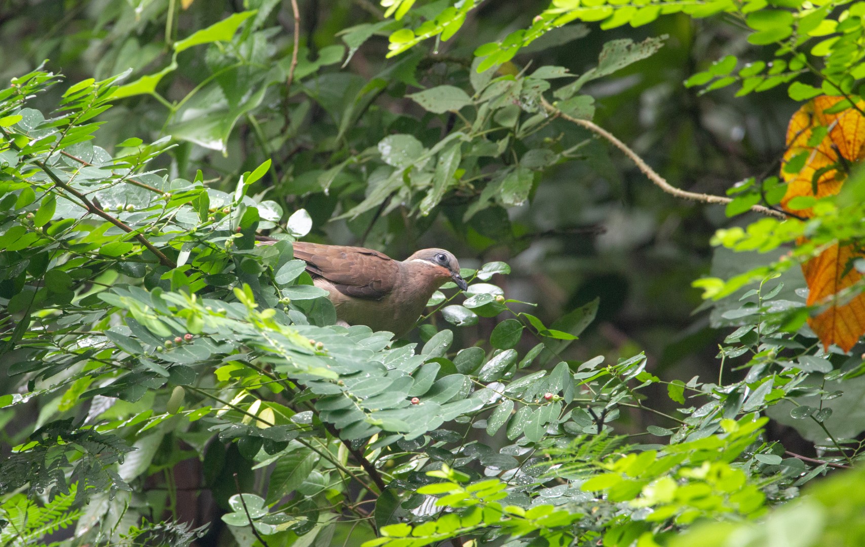 White-eared Brown Dove