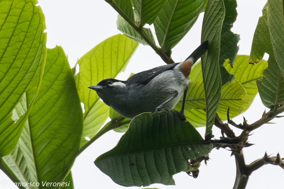 White-eared Conebill