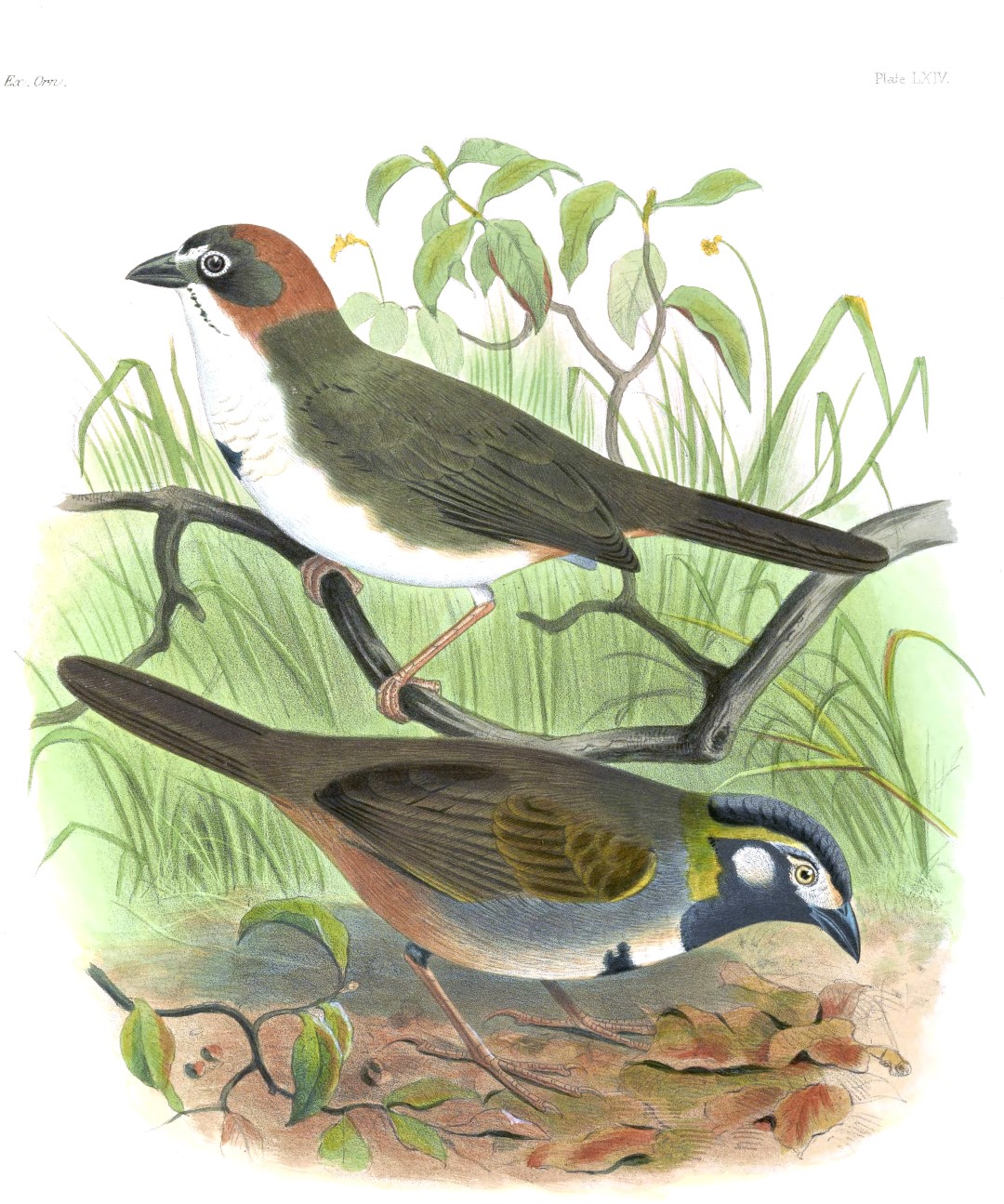 White-eared Ground-Sparrow