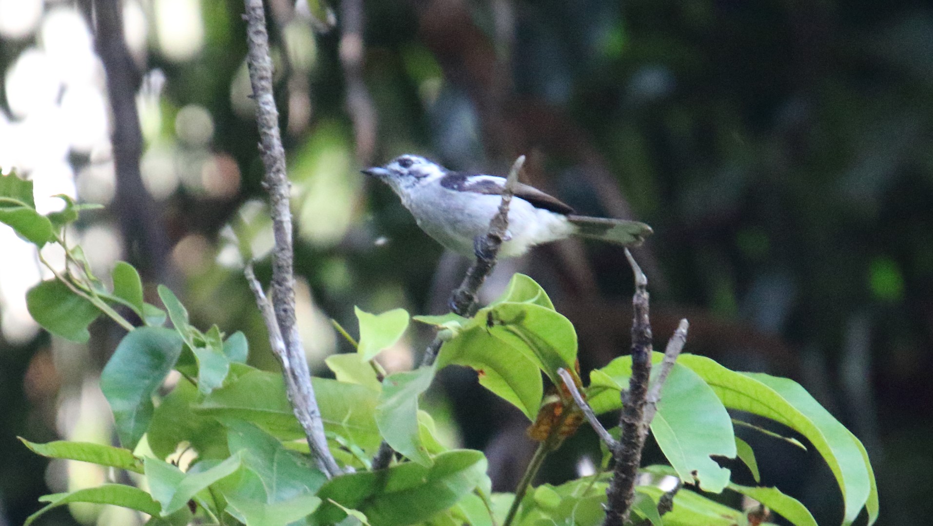 White-eared Night Heron