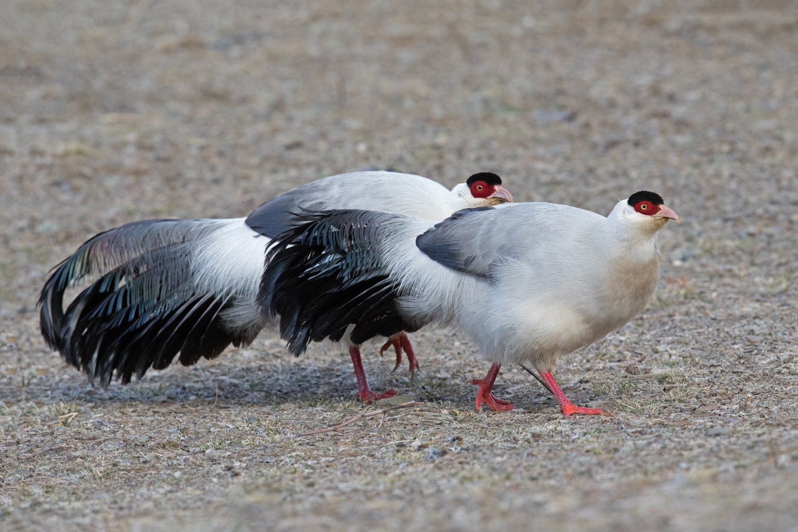 White eared-pheasant