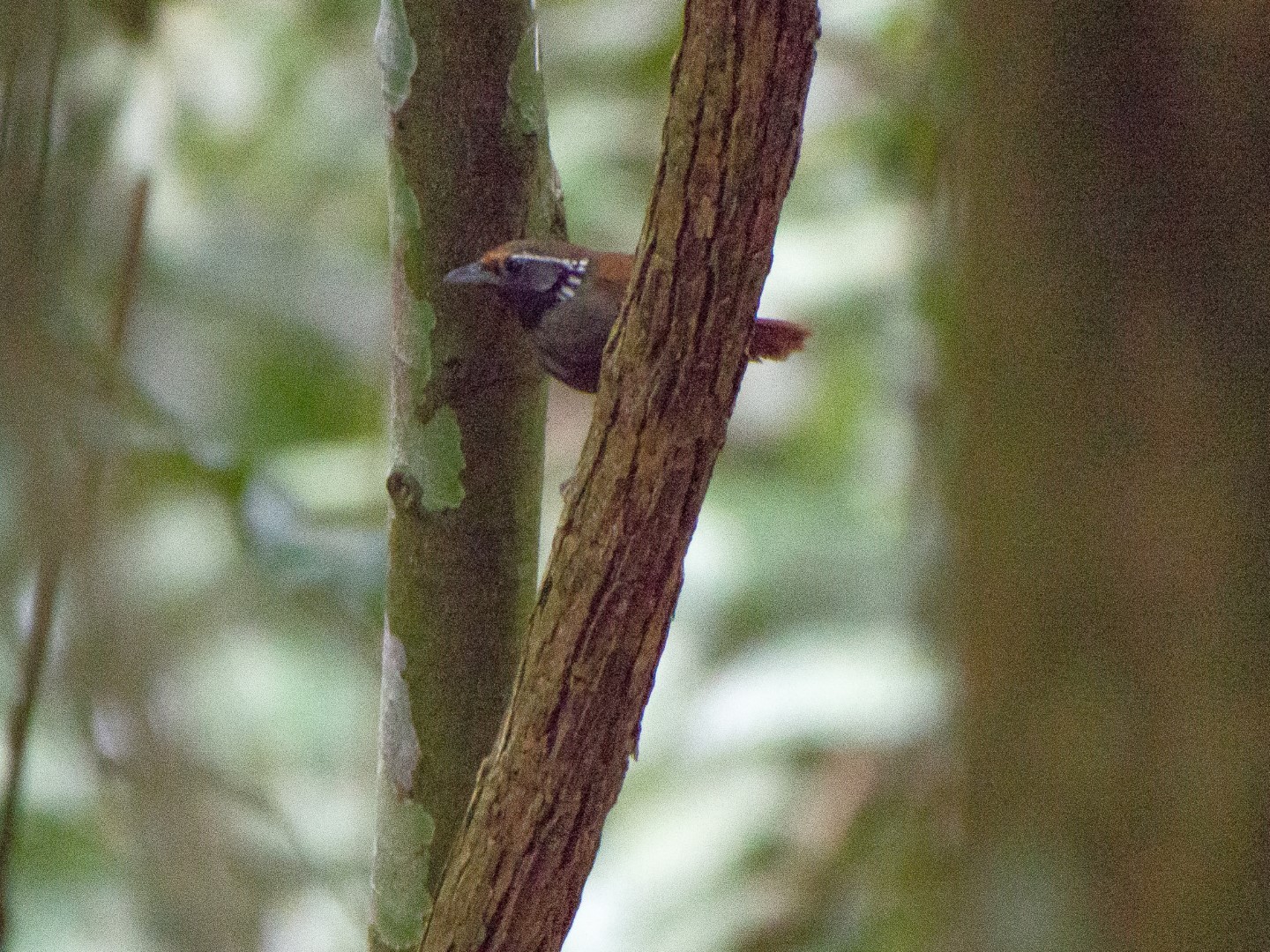 White-eared Shrike-Babbler
