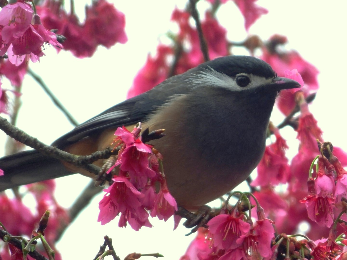 White-eared Sibia