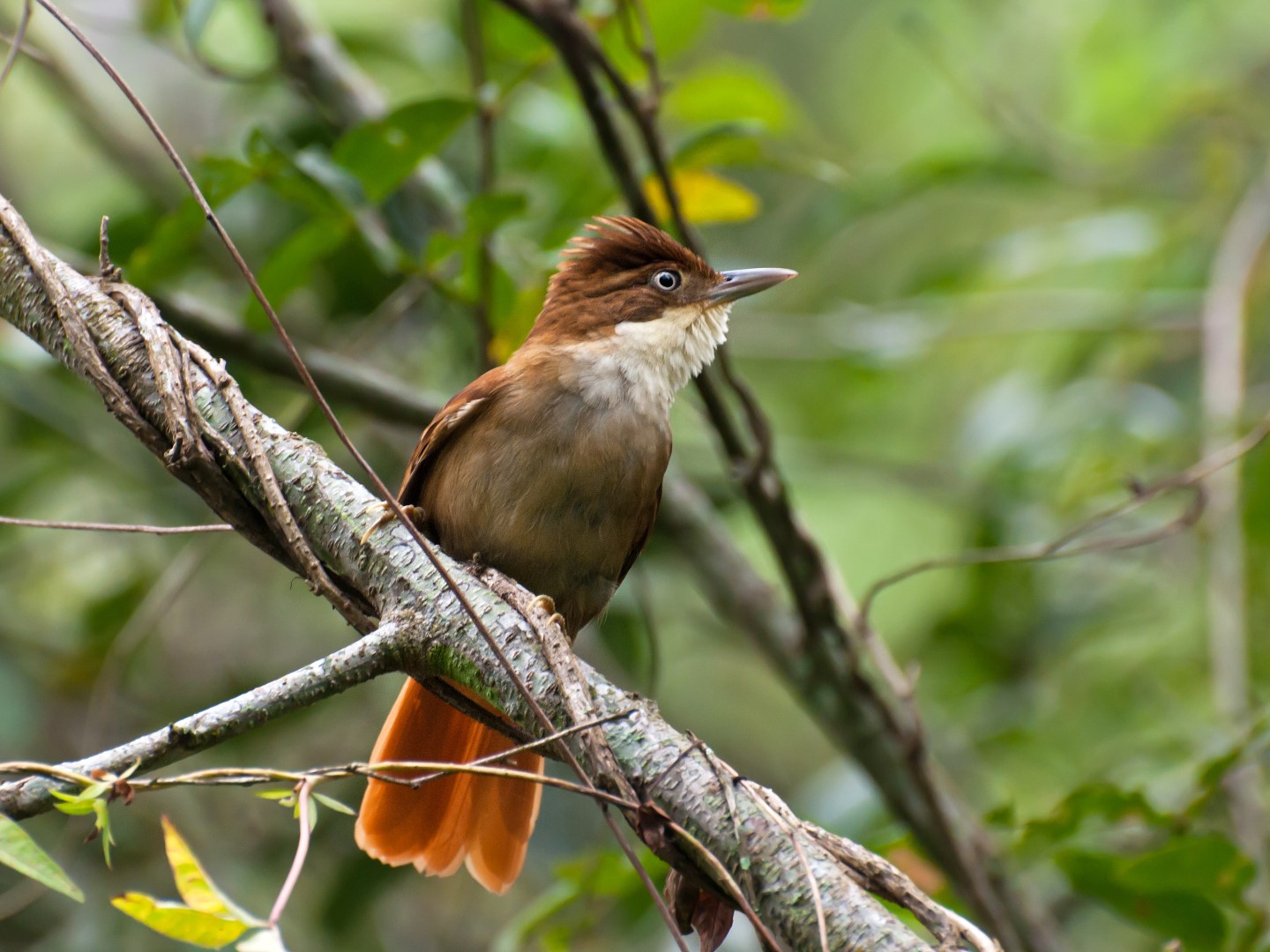 White-eyed Foliage-gleaner