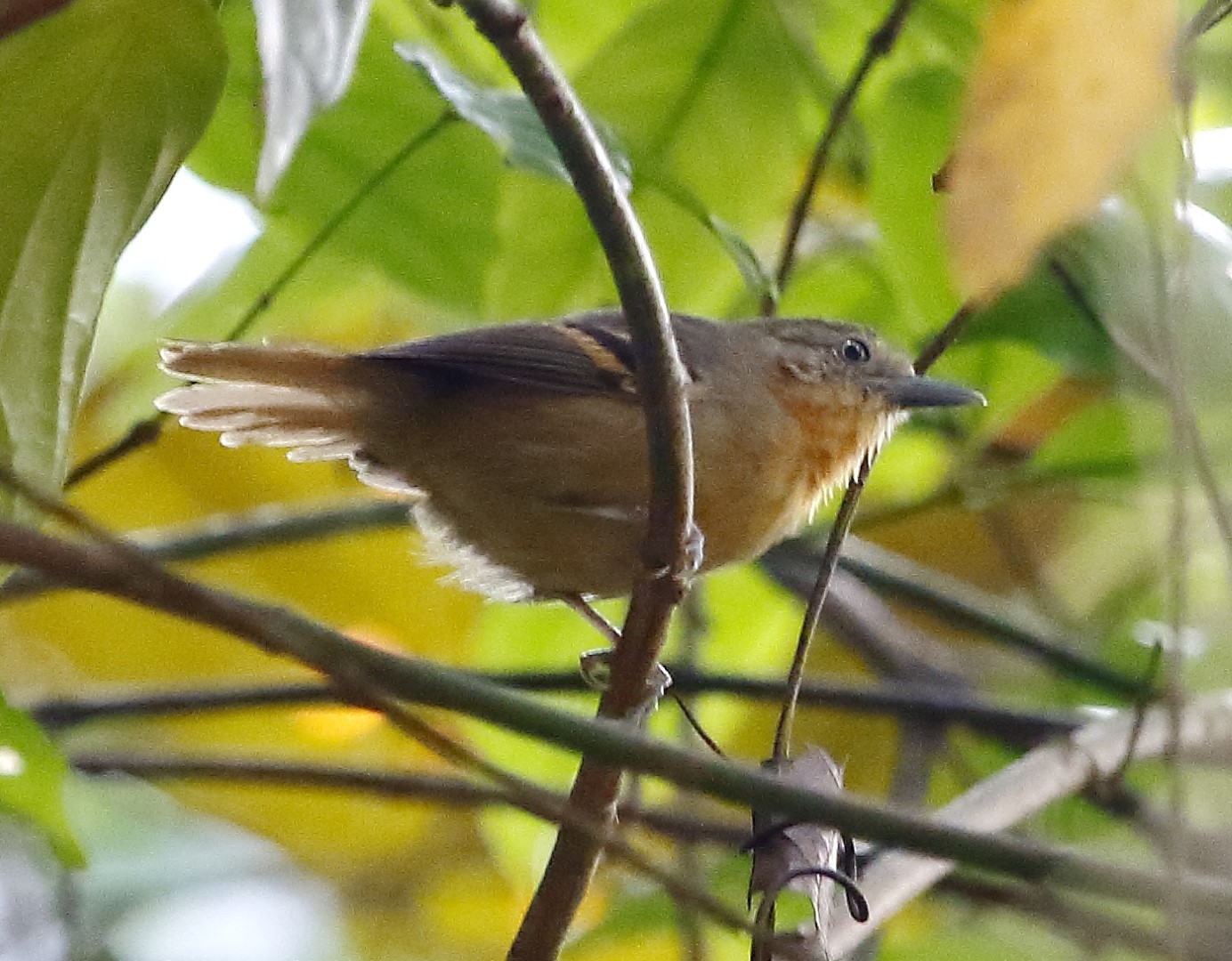White-eyed Foliage-gleaner