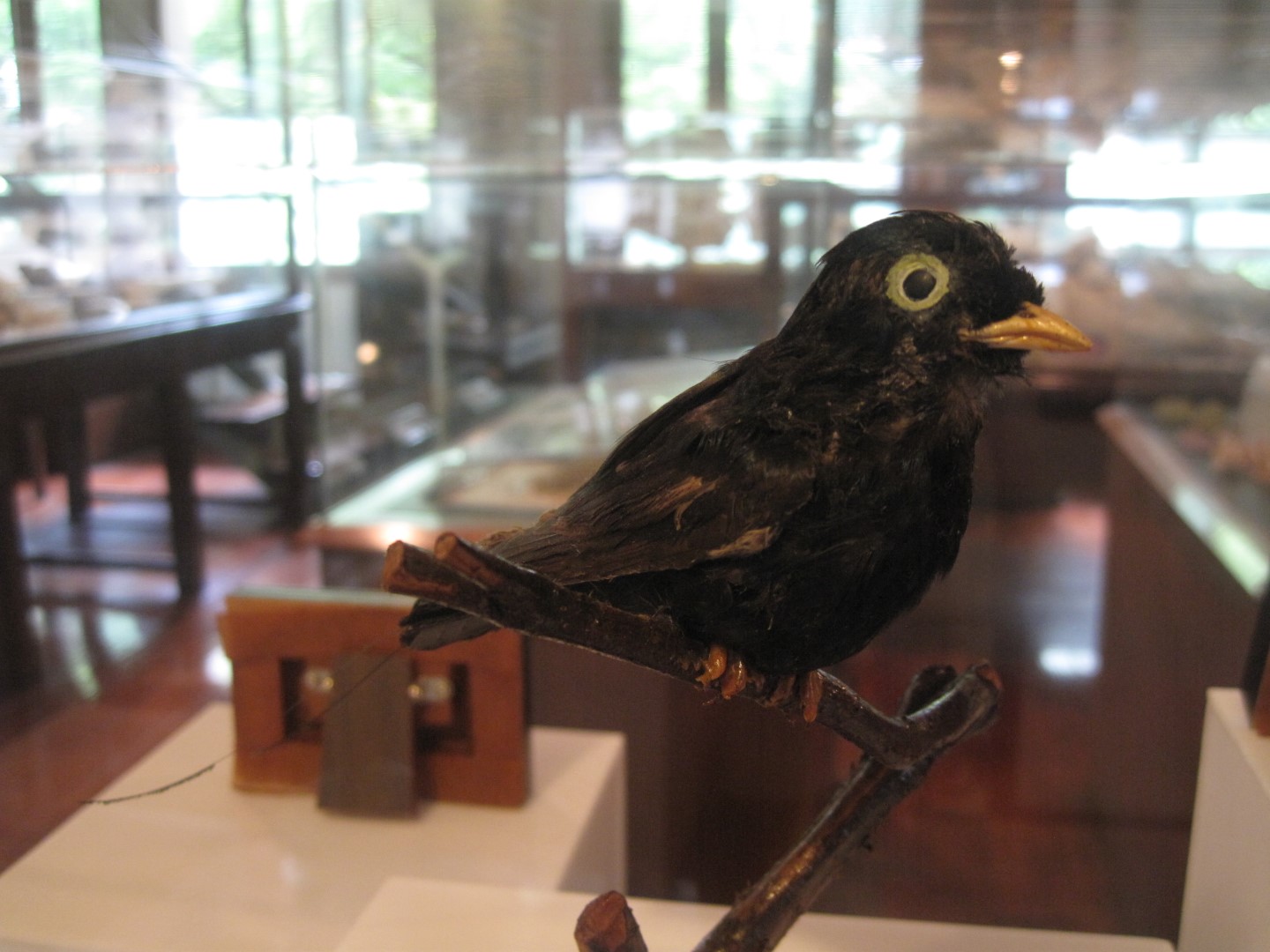 White-eyed River Martin