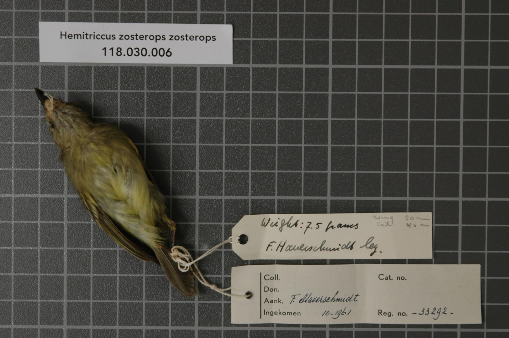 White-eyed Tody-Tyrant