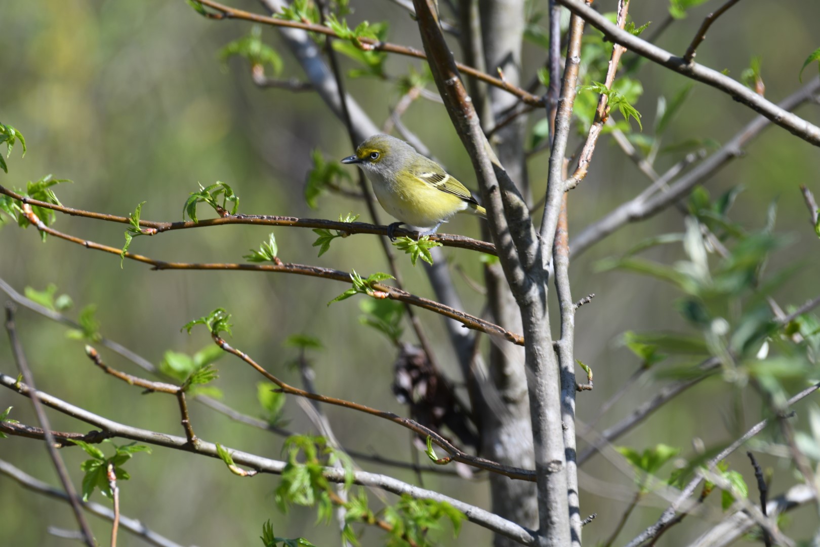 White-eyed Vireo