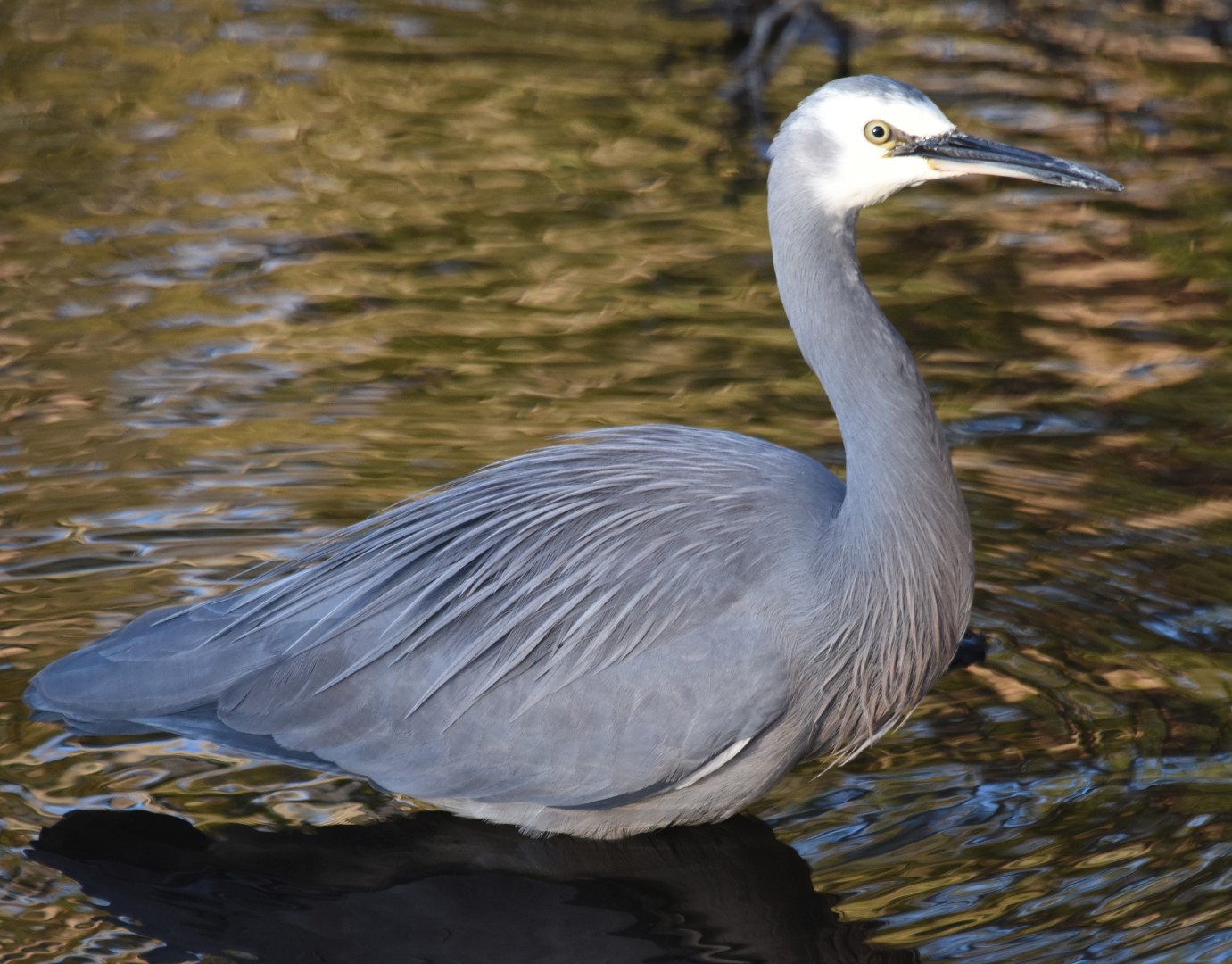 White-faced Heron