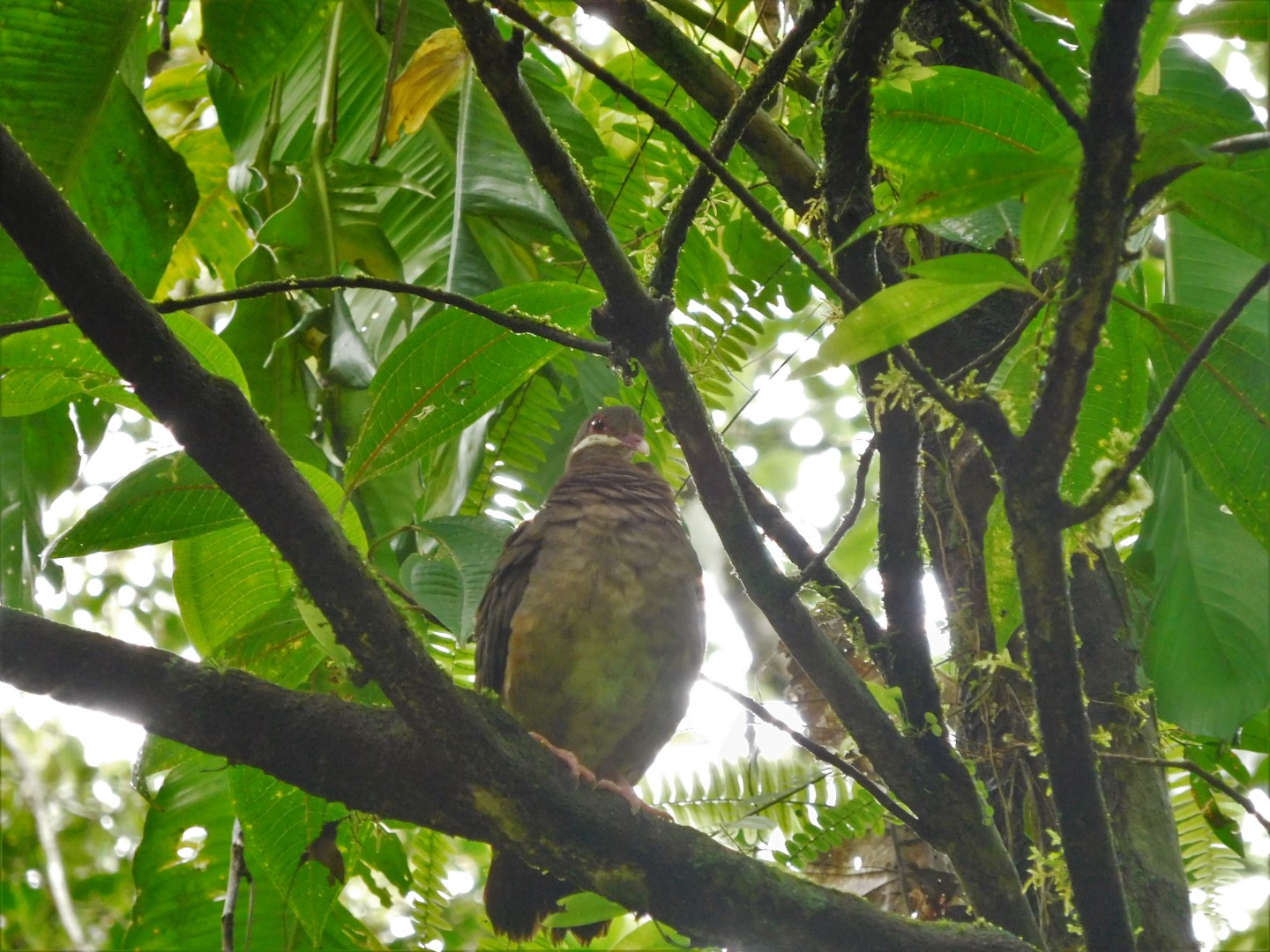 White-faced Quail-Dove