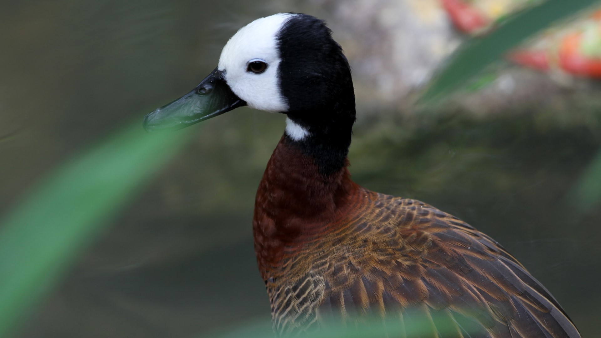 White-faced Whistling Duck