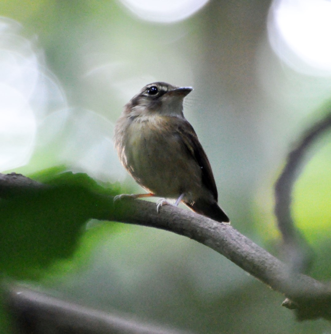 White-flanked Antwren