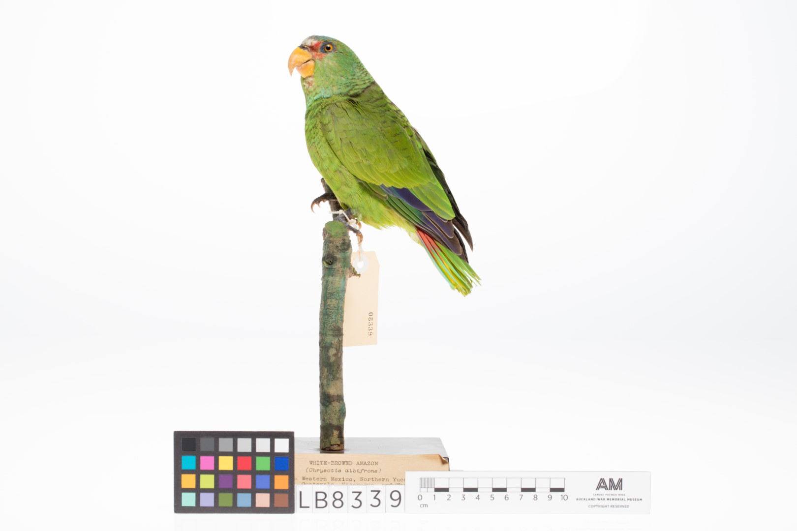 White-fronted Amazon