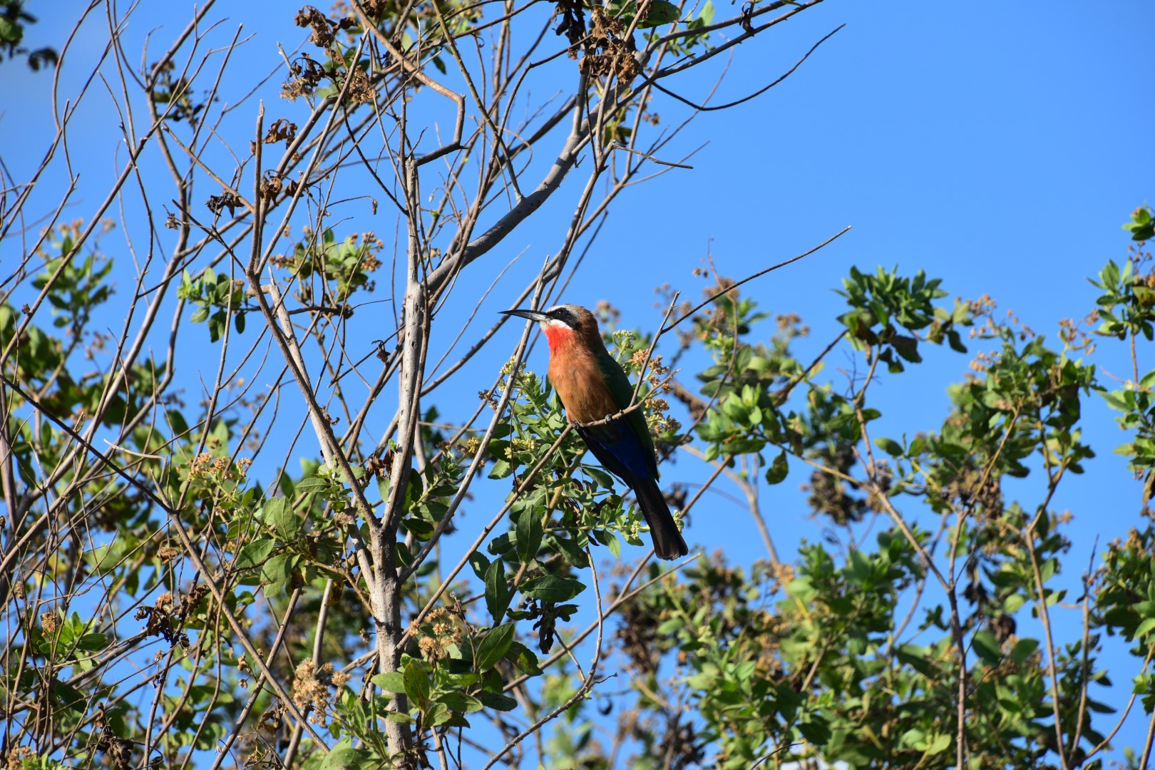 White-fronted Bee-eater