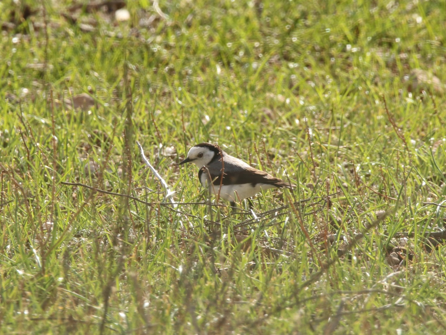 White-fronted Chat